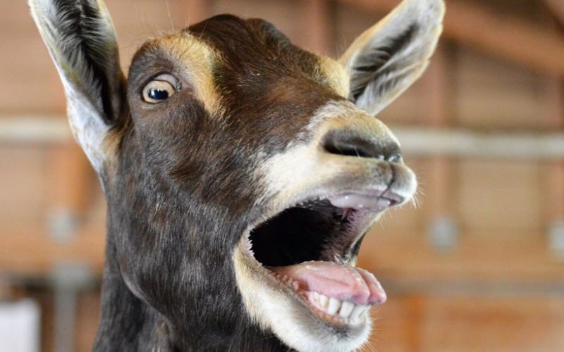 Just a random goat